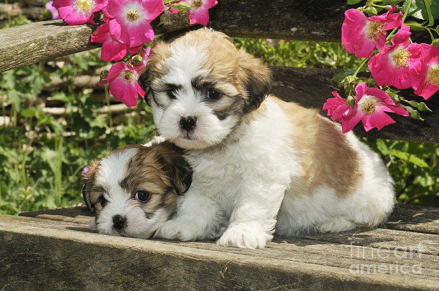 Dog Photograph - Teddy Bear Puppy Dogs #3 by John Daniels