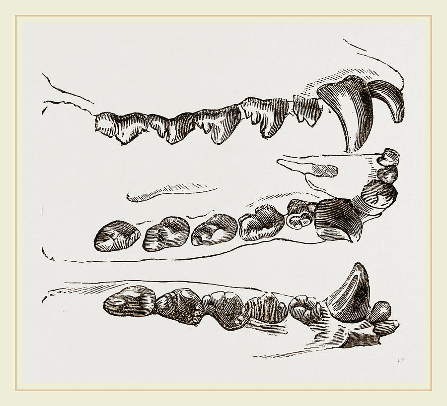 Teeth Of Seal Drawing by Litz Collection - Fine Art America
