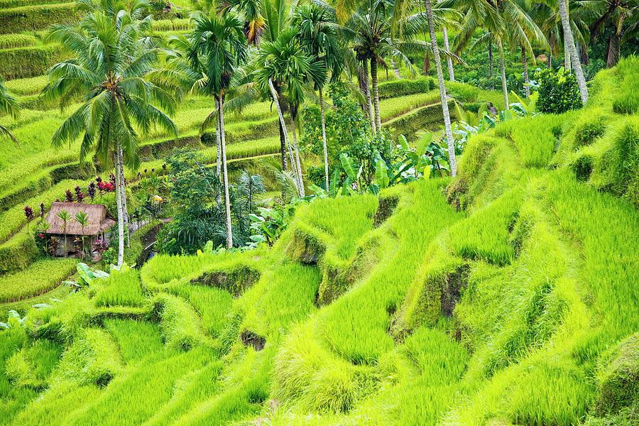 Tegalalang Rice Terrace #1 Photograph by Paul Biris