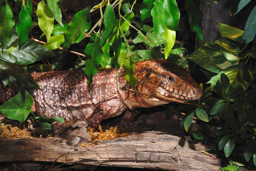 Tegu Lizard #1 Photograph by John Mitchell