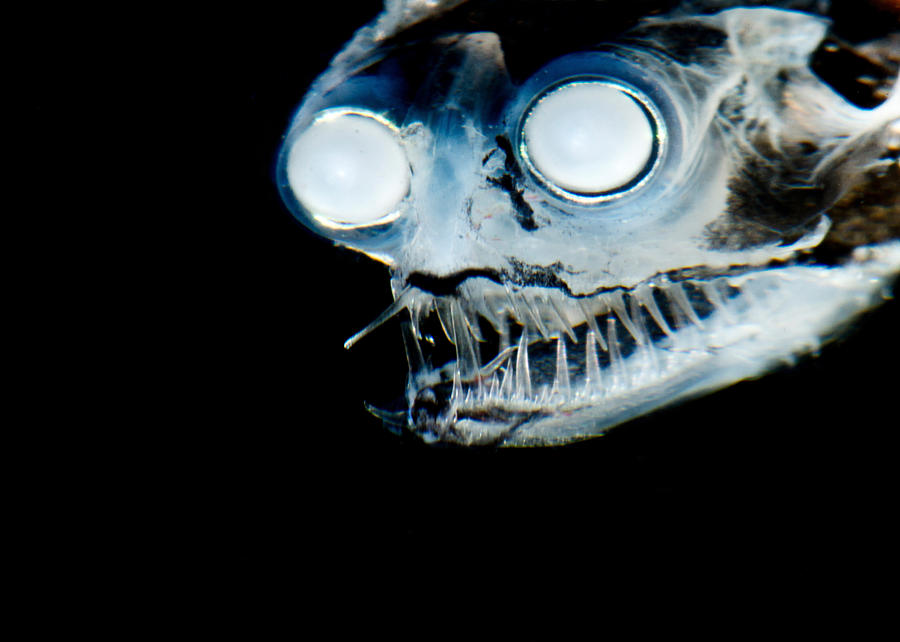 1-telescopefish-gigantura-sp-dant-fenolio.jpg