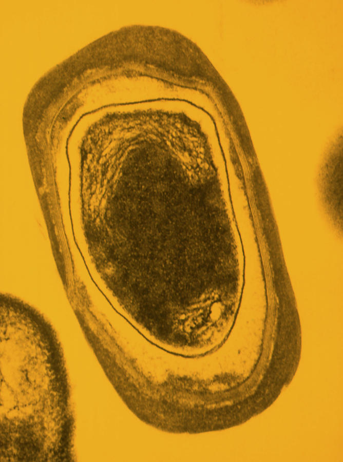 Tem Of Bacillus Subtilis Bacterium #1 Photograph by Dr.tony Brain/science Photo Library