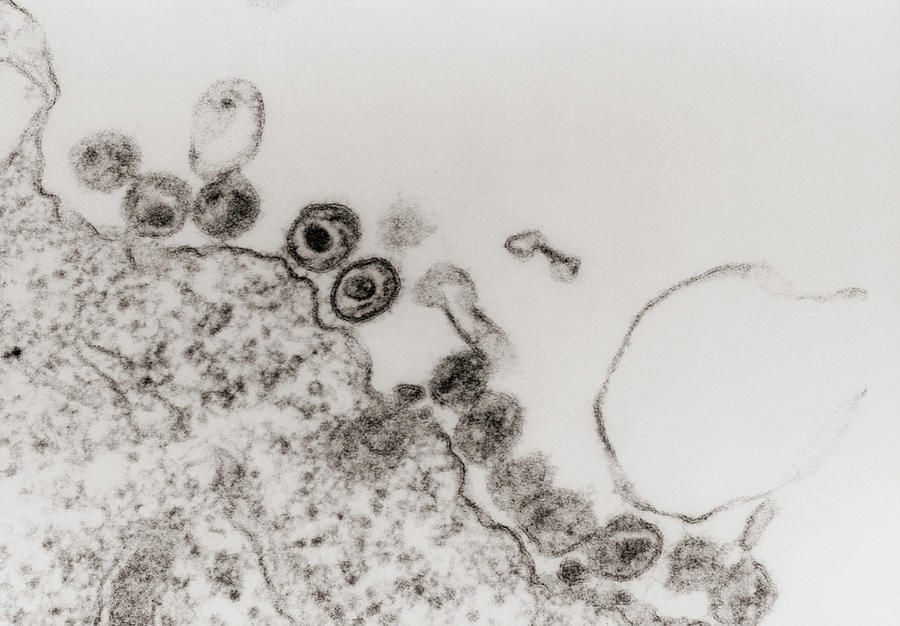 Tem Of Hiv (aids) Viruses Budding From A T-cell #1 Photograph by Nibsc/science Photo Library
