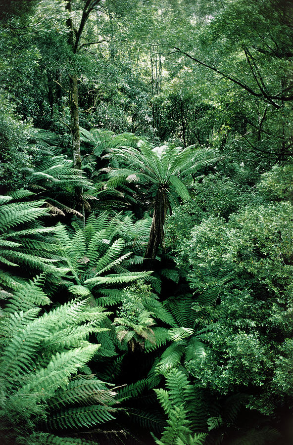 Temperate Rain Forest Vegetation #1 Photograph by Dr Jeremy Burgess/science Photo Library