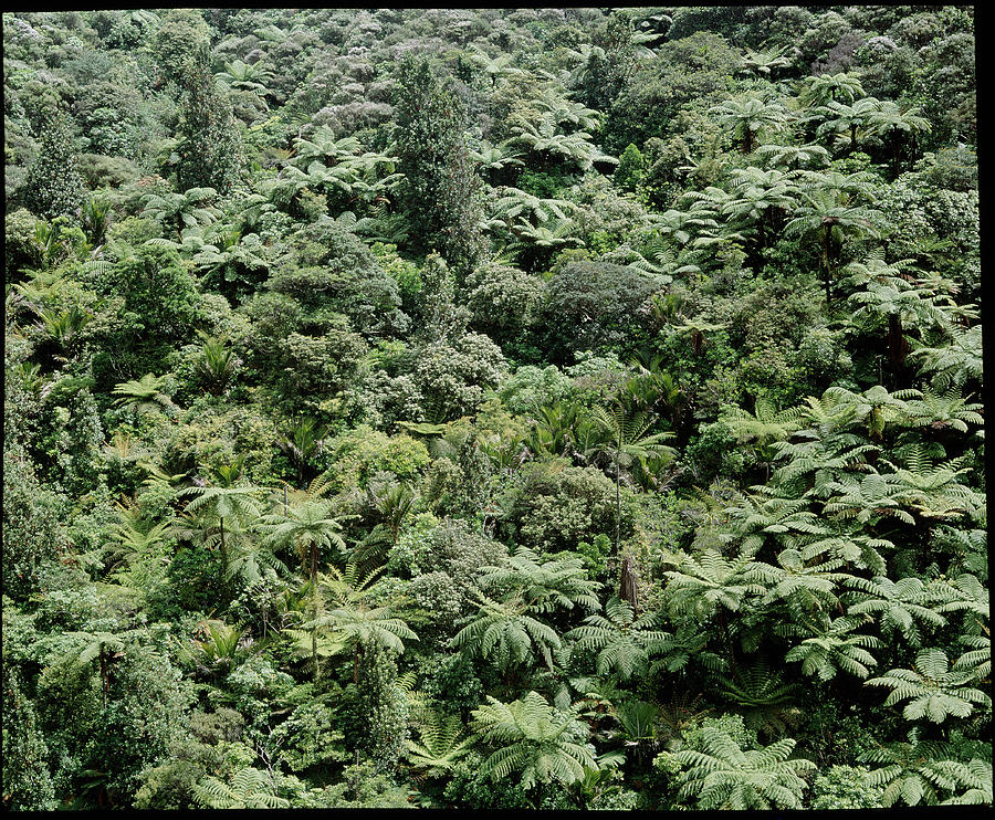 Temperate Rainforest With Tree Ferns #1 Photograph by Simon Fraser/science Photo Library