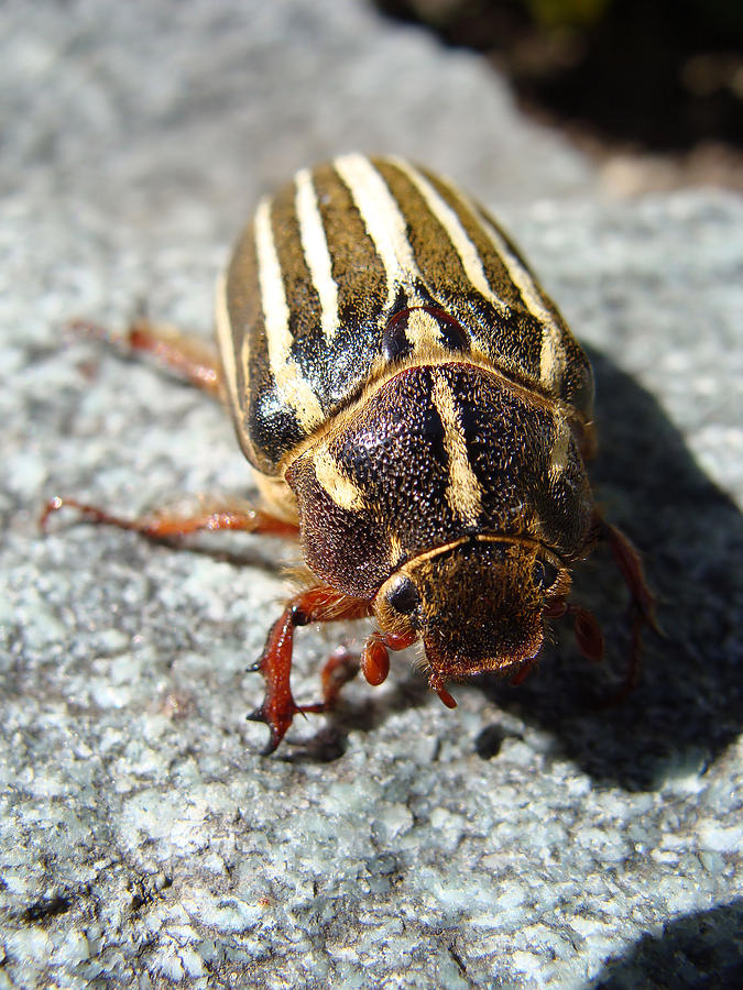 Ten Lined June Beetle #2 Photograph by Cheryl Hoyle