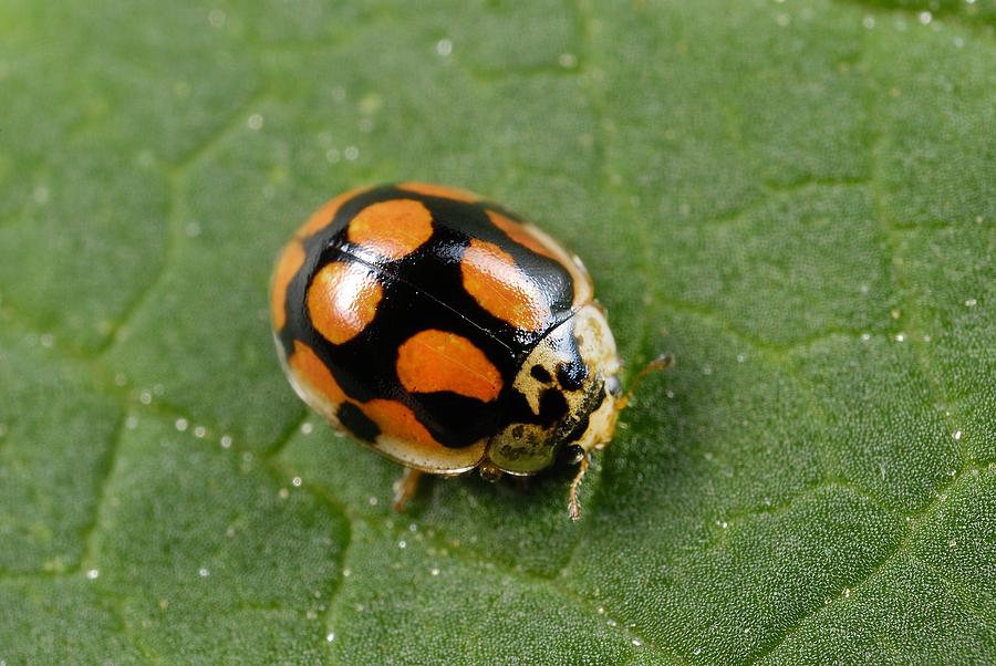 Animal Photograph - Ten-spot ladybird #1 by Science Photo Library