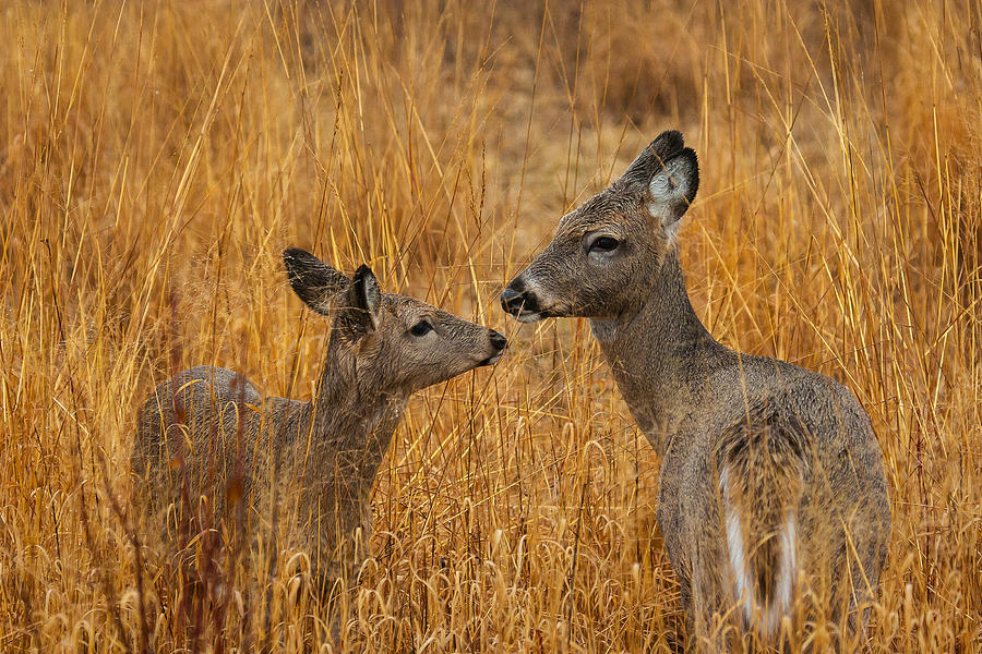 Tender Moment  #1 Photograph by James Marvin Phelps