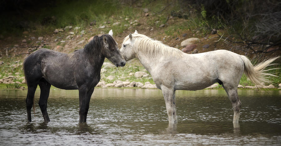 Horse Photograph - Tender Moments - Wild Horses  by Saija Lehtonen