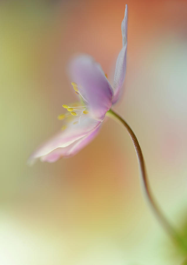 Flower Photograph - Tender Spring #1 by Heidi Westum