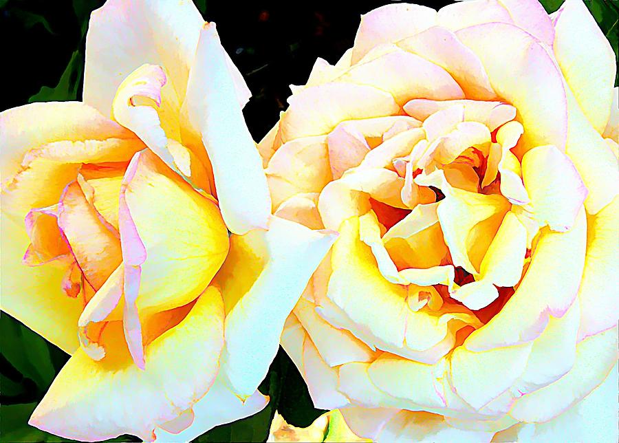 Rose Photograph - Tenderly #2 by Mindy Newman