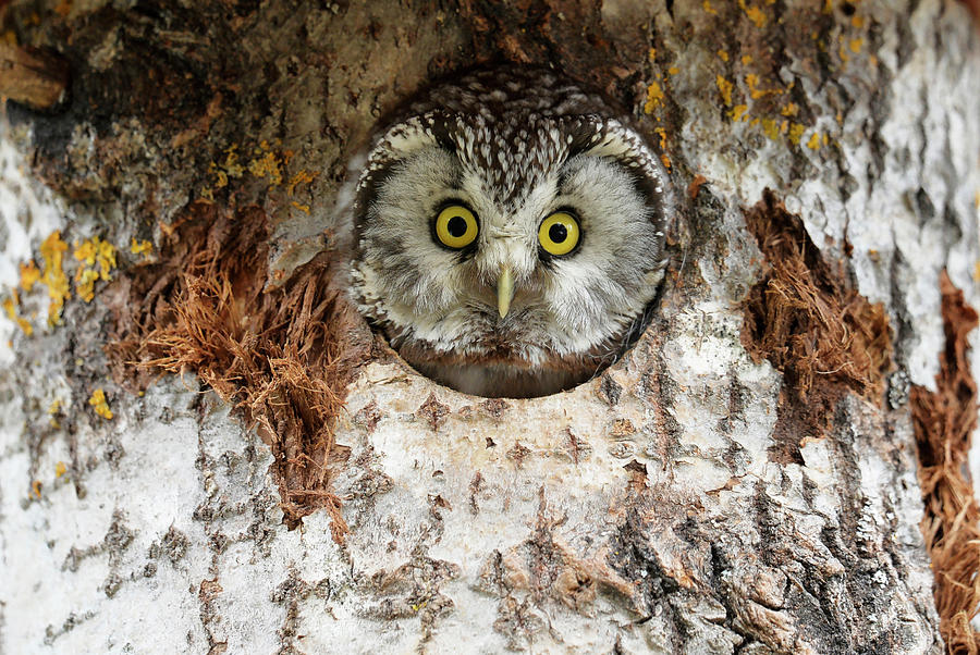 Owl Photograph - Tengmalms Owl #1 by Dr P. Marazzi