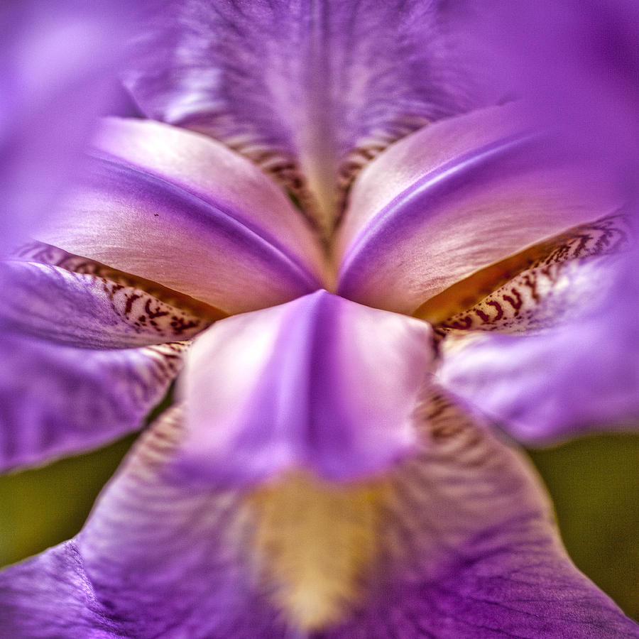 Tennessee Iris #1 Photograph by Diana Powell