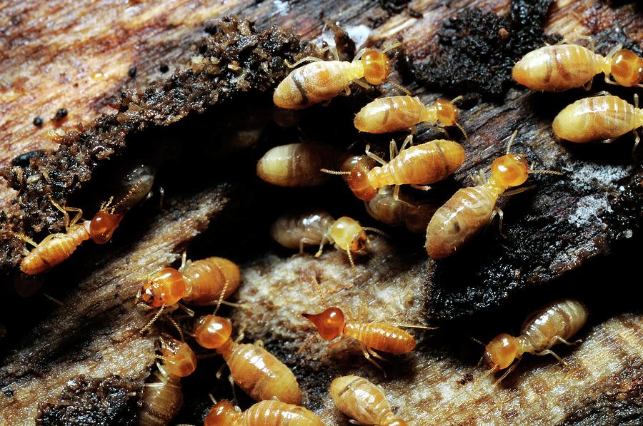 Termites Photograph by Sinclair Stammers/science Photo Library