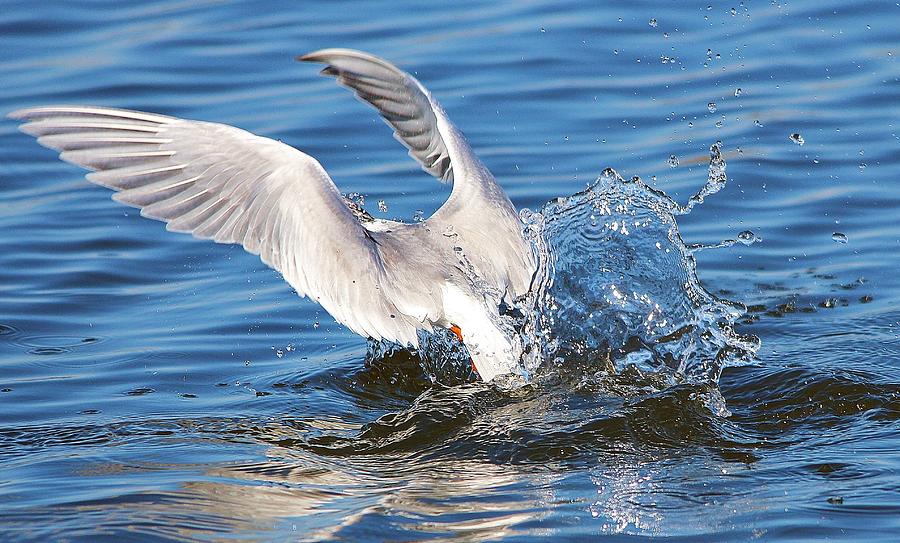 Tern Diving Photograph by Paulette Thomas | Fine Art America