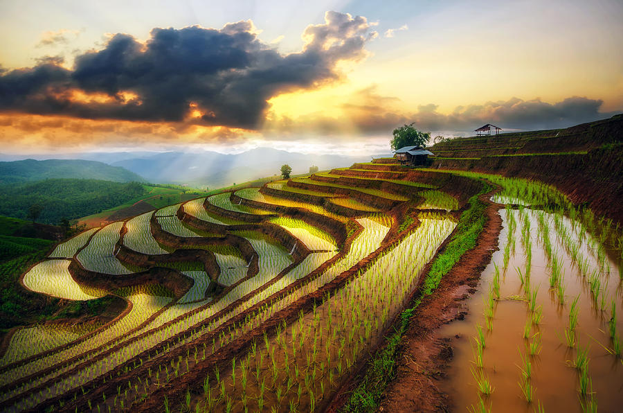 Terraced Paddy Field in Mae-Jam Village , Chaingmai Province , Thailand #1 Photograph by Thatree Thitivongvaroon
