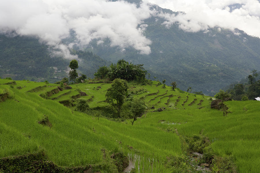 Terraced Rice Paddies In Sikkim, India Photograph by Steve Winter