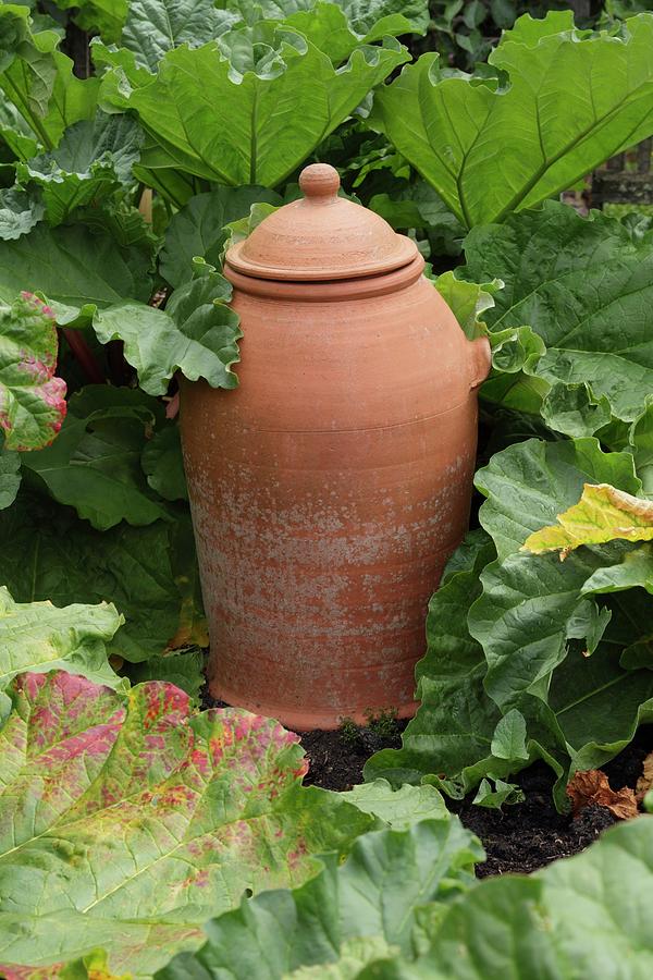Vegetable Photograph - Terracotta Rhubarb Forcer #1 by Geoff Kidd/science Photo Library