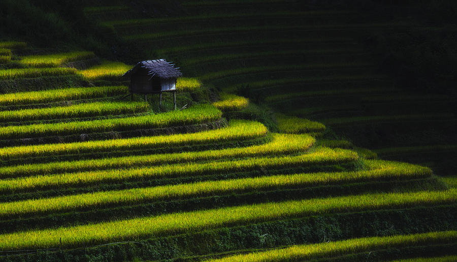 Landscape Photograph - Terranced Field In Fanciful Lights #1 by Duc Minh Nguyen