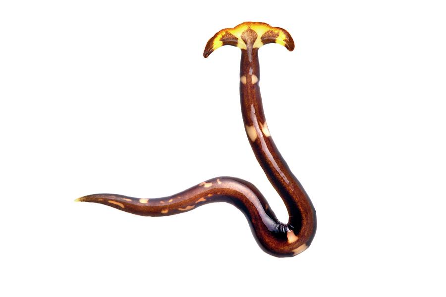 Wildlife Photograph - Terrestrial Flatworm #1 by Alex Hyde