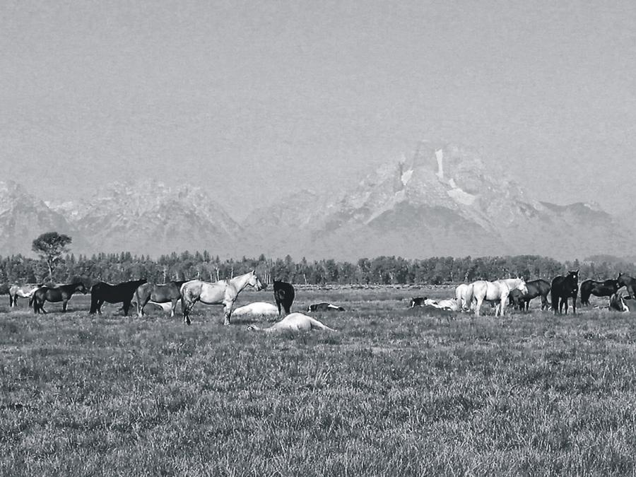 Teton Herd #1 Photograph by Joe Duket