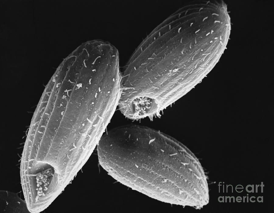Tetrahymena Ciliate Sem #1 Photograph by David M. Phillips