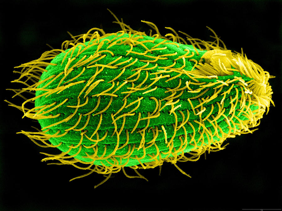 Tetrahymena Thermophila, Sem #1 Photograph by Aaron J. Bell