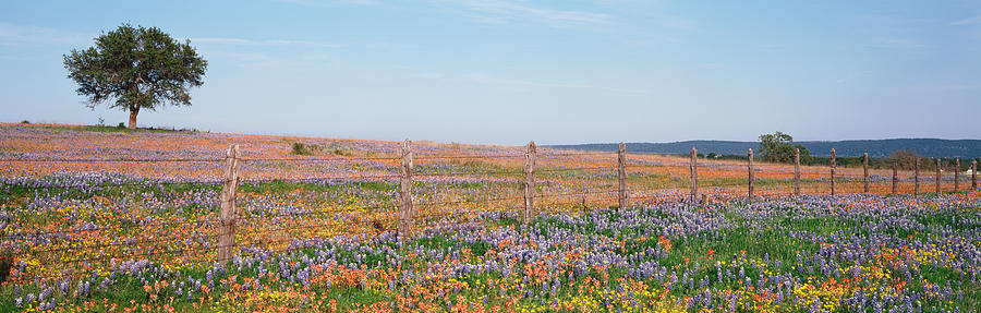 Flower Photograph - Texas Bluebonnets And Indian #1 by Panoramic Images