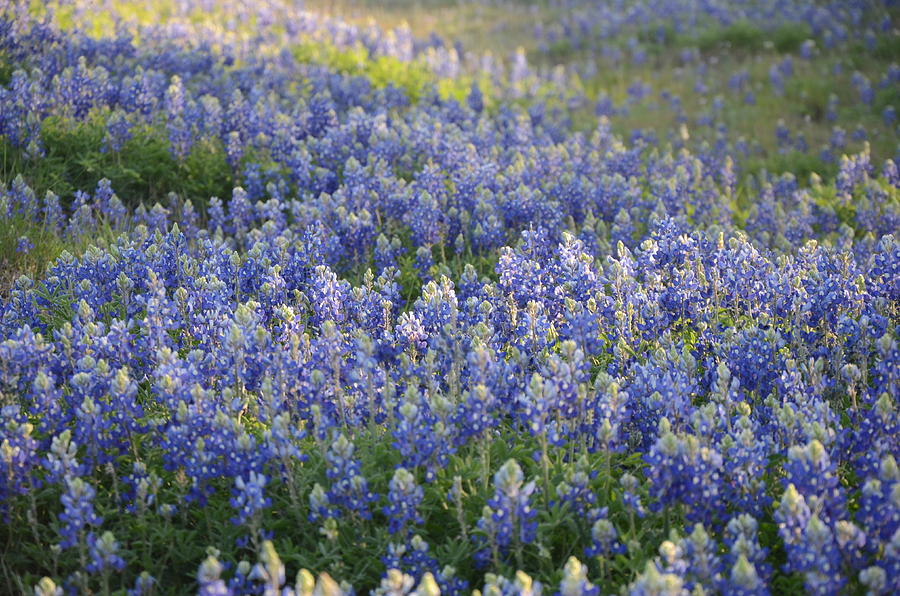 Texas bluebonnets #1 Photograph by Brett Geyer