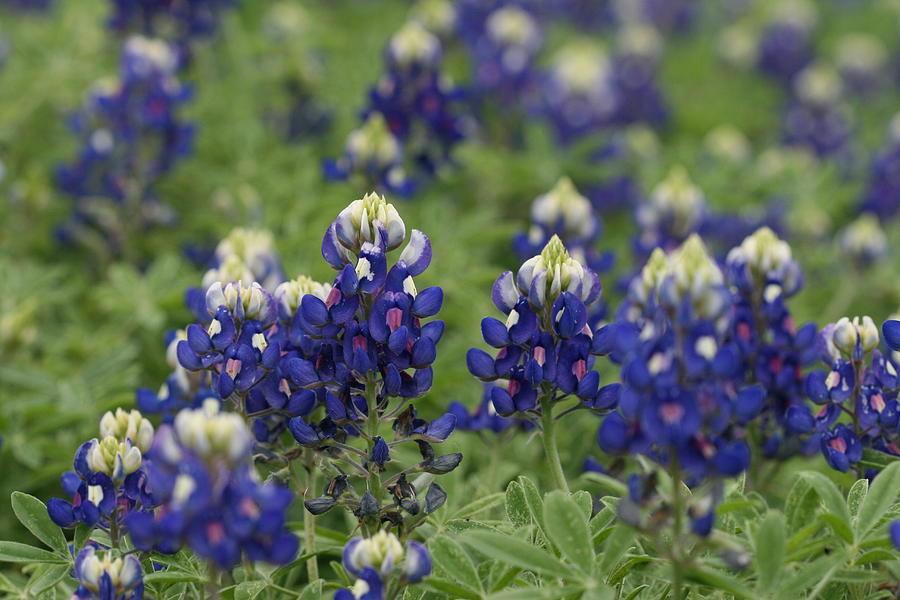 Texas Bluebonnets #1 Photograph by Terry Burgess