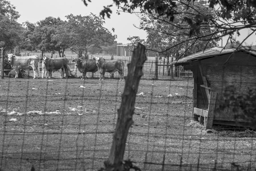 Texas Cattle  #1 Photograph by John McGraw