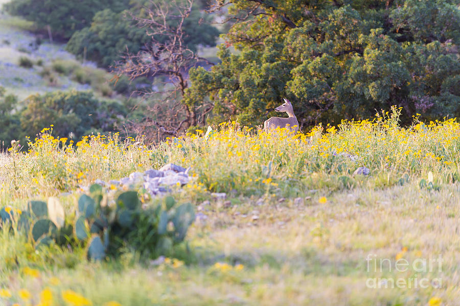 White-tailed Photograph - Texas Hill Country by Andre Babiak White-tailed Photograph - Texas Hill Country by Andre Babiak
