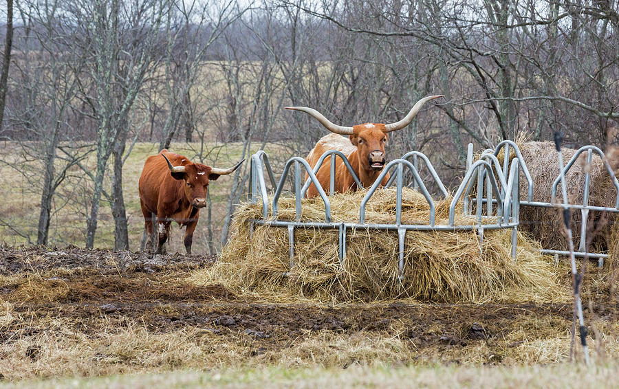 Texas Longhorn Cattle At A Hay Feeder Photograph By Jim West