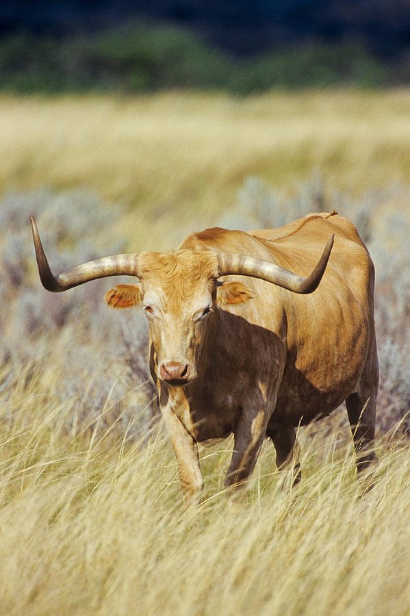 Texas Longhorn #1 Photograph by Thomas And Pat Leeson
