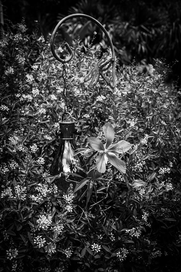 Nature Photograph - Texas Star or Swamp Hibiscus Bloom Painted BW  #1 by Rich Franco