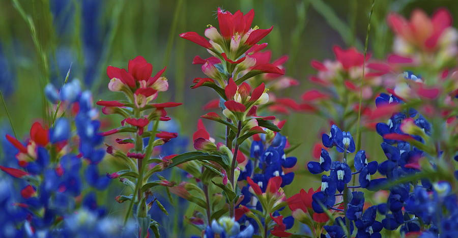 Texas Wildflowers #1 Photograph by John Babis