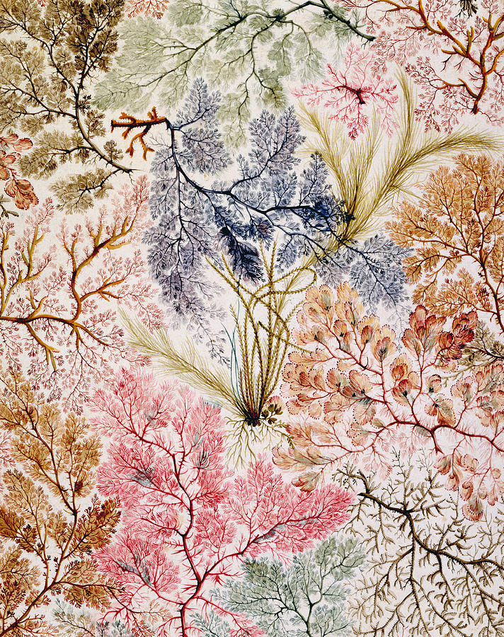 William Kilburn Painting - Textile design by William Kilburn