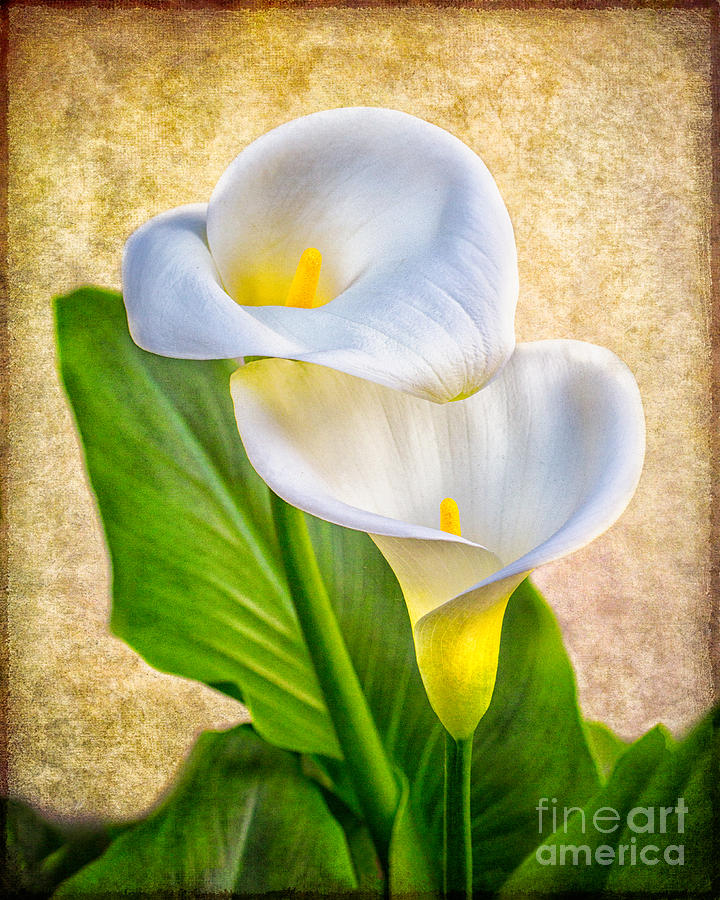 Textured Calla Lilies #1 Photograph by Mimi Ditchie