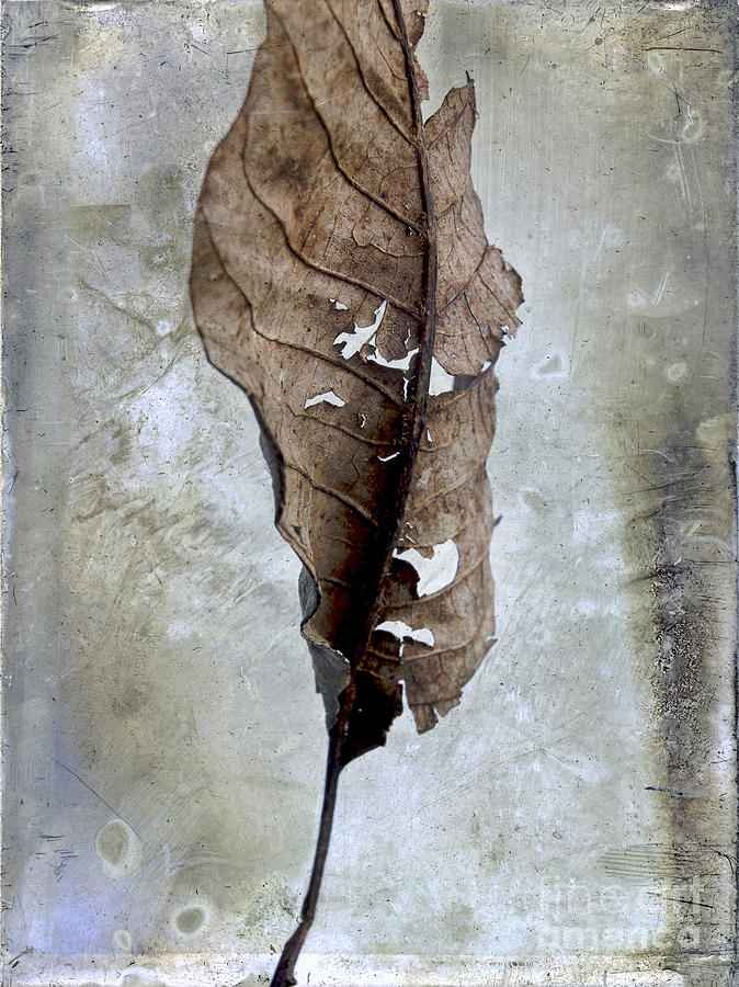 Textured leaf Photograph by Bernard Jaubert - Fine Art America