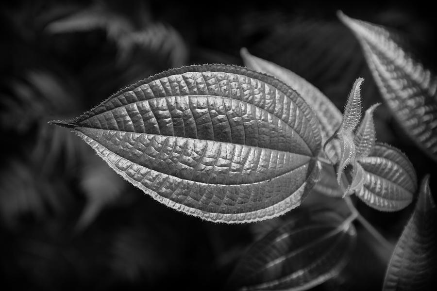 Textured leaf Photograph by Charles Lupica
