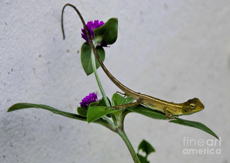 Thai Garden Lizard #1 Photograph by Ted Guhl