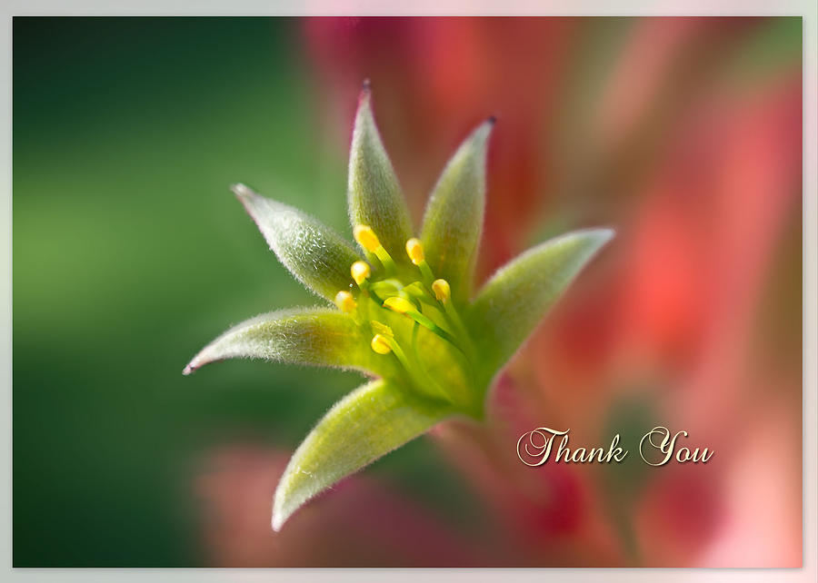 Nature Photograph - Thank You Note Card #2 by Mariola Szeliga