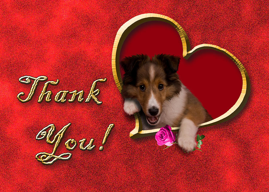 Candy Photograph - Thank You Sheltie #1 by Jeanette K