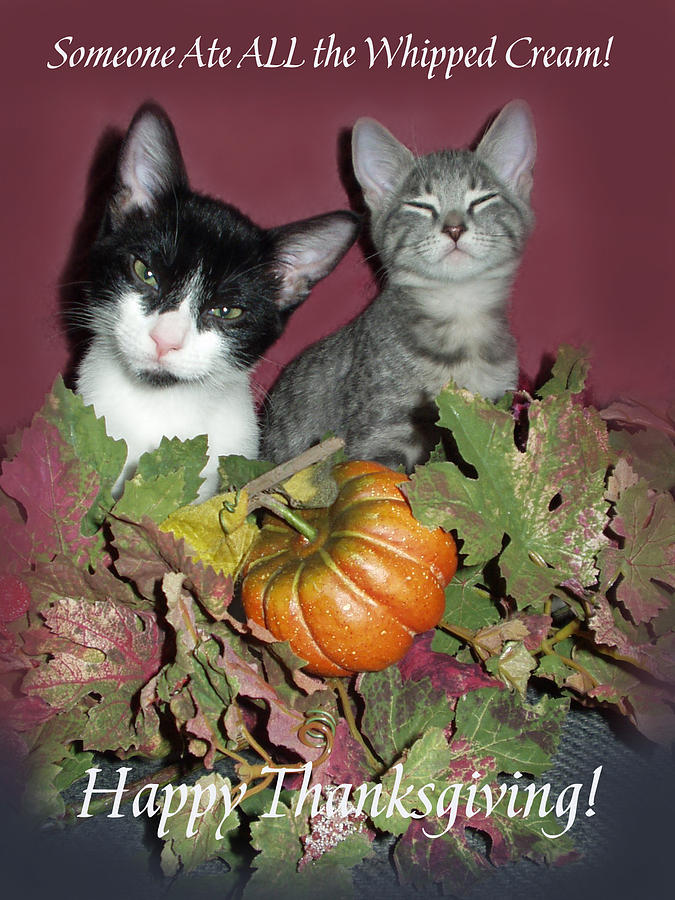 Thanksgiving Kitties Photograph by Marna Edwards Flavell