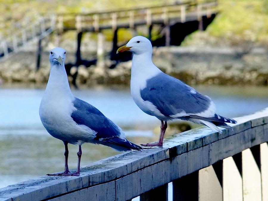Thayers gulls #1 Photograph by Will LaVigne
