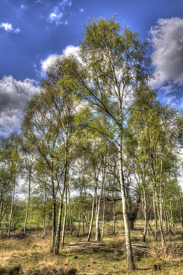 The Ancient Forest Photograph by David Pyatt | Pixels