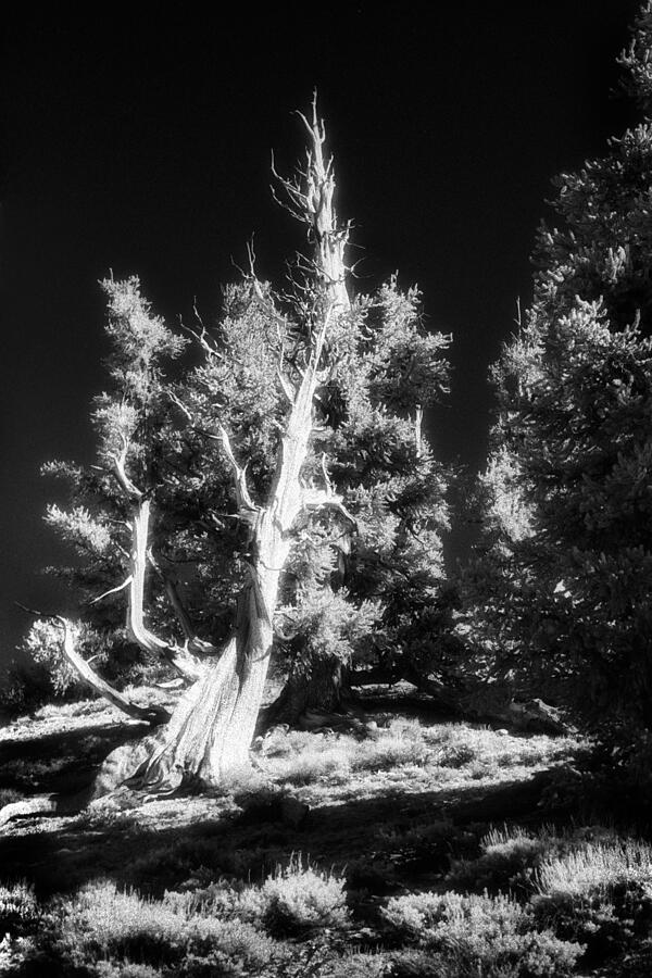 The Ancients #1 Photograph by Paul W Faust -  Impressions of Light