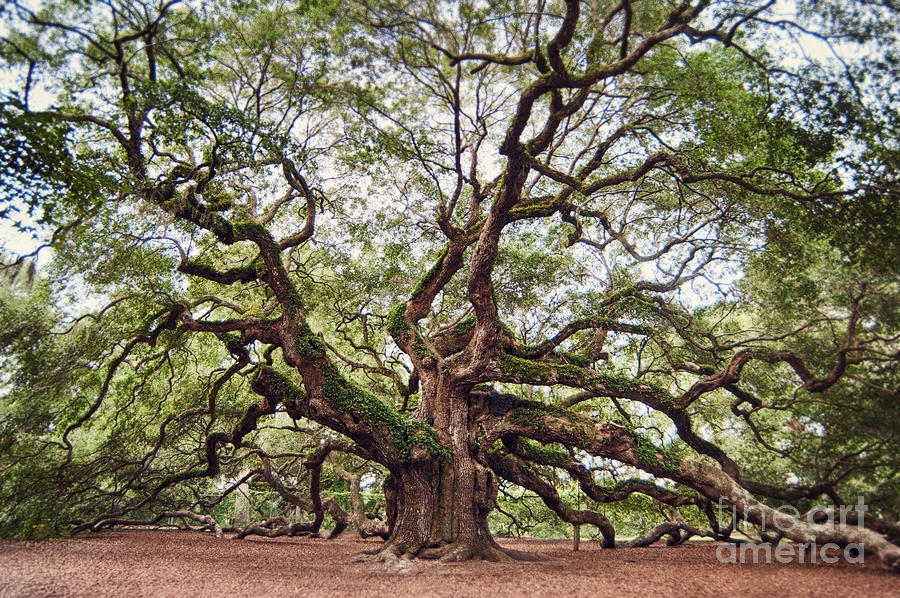 Nature Photograph - The Angel Oak by Charlotte Jennings