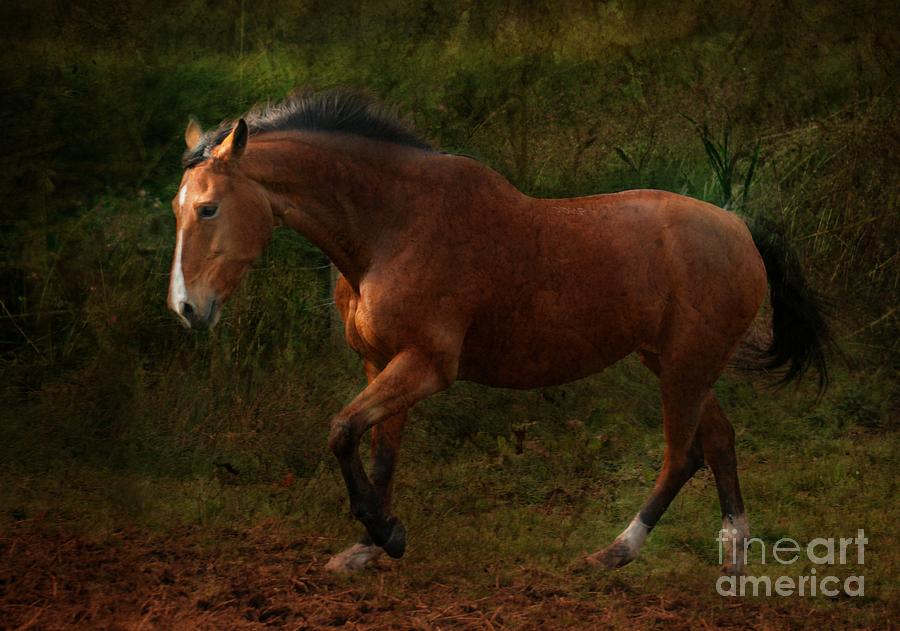 Horse Photograph - The Bay Horse #1 by Ang El