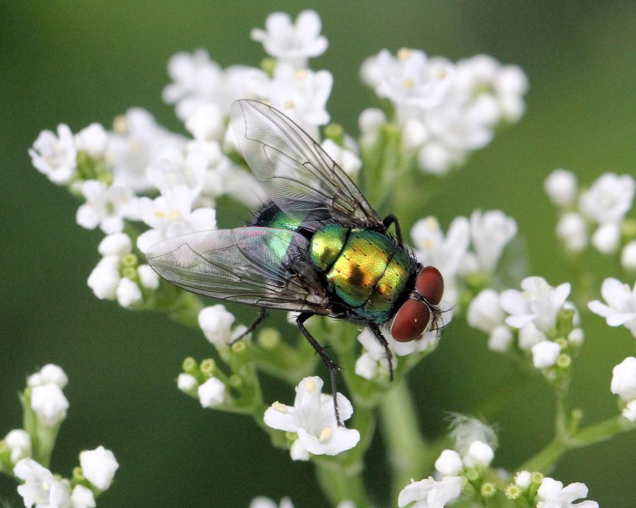 The Beauty of a Fly #1 Photograph by Doris Potter
